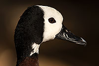 /images/133/2017-02-09-reid-whistling-1x_43354.jpg - #13680: White Faced Whistling Duck at Reid Park Zoo … February 2017 -- Reid Park Zoo, Tucson, Arizona