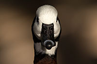 /images/133/2017-02-09-reid-whistling-1x_43360.jpg - #13681: White Faced Whistling Duck at Reid Park Zoo … February 2017 -- Reid Park Zoo, Tucson, Arizona