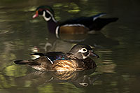 /images/133/2017-02-09-reid-wood-ducks-1x_42963.jpg - #13684: Wood Ducks in Tucson … February 2017 -- Reid Park Zoo, Tucson, Arizona