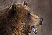 /images/133/2017-02-11-reid-grizzlies-1x2_1189.jpg - #13704: Grizzly at Reid Park Zoo … February 2017 -- Reid Park Zoo, Tucson, Arizona