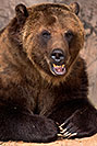 /images/133/2017-02-11-reid-grizzlies-1x2_1391v.jpg - #13709: Grizzly at Reid Park Zoo … February 2017 -- Reid Park Zoo, Tucson, Arizona