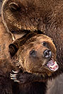 /images/133/2017-02-11-reid-grizzlies-1x2_1473v.jpg - #13711: Grizzlies at Reid Park Zoo … February 2017 -- Reid Park Zoo, Tucson, Arizona