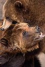 /images/133/2017-02-11-reid-grizzlies-1x2_1533v.jpg - #13714: Grizzlies at Reid Park Zoo … February 2017 -- Reid Park Zoo, Tucson, Arizona