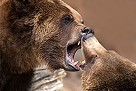 /images/133/2017-02-11-reid-grizzlies-1x2_1673.jpg - #13717: Grizzlies at Reid Park Zoo … February 2017 -- Reid Park Zoo, Tucson, Arizona
