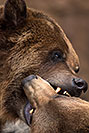 /images/133/2017-02-11-reid-grizzlies-1x2_1691v.jpg - #13717: Grizzlies at Reid Park Zoo … February 2017 -- Reid Park Zoo, Tucson, Arizona