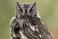 /images/133/2017-02-12-museum-screech-owl-1x2_3080.jpg - #13728: Western Screech Owl in Tucson … February 2017 -- Arizona-Sonora Desert Museum, Tucson, Arizona