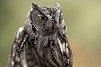 /images/133/2017-02-12-museum-screech-owl-1x2_3092.jpg - #13729: Western Screech Owl in Tucson … February 2017 -- Arizona-Sonora Desert Museum, Tucson, Arizona