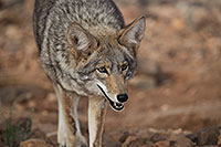 /images/133/2017-02-17-museum-coyote-1x2_5955.jpg - #13741: Coyote at Arizona Sonora Desert Museum … February 2017 -- Arizona-Sonora Desert Museum, Tucson, Arizona