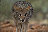 /images/133/2017-02-17-museum-coyote-1x2_5959.jpg - #13743: Coyote at Arizona Sonora Desert Museum … February 2017 -- Arizona-Sonora Desert Museum, Tucson, Arizona