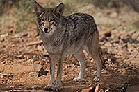 /images/133/2017-02-17-museum-coyote-1x2_6017.jpg - #13747: Coyote at Arizona Sonora Desert Museum … February 2017 -- Arizona-Sonora Desert Museum, Tucson, Arizona