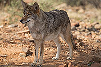 /images/133/2017-02-17-museum-coyote-1x2_6024.jpg - #13748: Coyote at Arizona Sonora Desert Museum … February 2017 -- Arizona-Sonora Desert Museum, Tucson, Arizona
