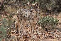 /images/133/2017-02-17-museum-coyote-1x2_6138.jpg - #13749: Coyote at Arizona Sonora Desert Museum … February 2017 -- Arizona-Sonora Desert Museum, Tucson, Arizona