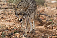 /images/133/2017-02-17-museum-coyote-1x2_6162.jpg - #13753: Coyote at Arizona Sonora Desert Museum … February 2017 -- Arizona-Sonora Desert Museum, Tucson, Arizona