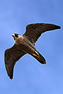 /images/133/2017-02-17-museum-falcon-1x2_6573v.jpg - #13755: Peregrine Falcon at Arizona Sonora Desert Museum … February 2017 -- Arizona-Sonora Desert Museum, Tucson, Arizona