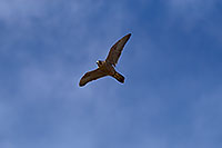 /images/133/2017-02-19-museum-falcons-1x2_7031.jpg - #13767: Peregrine Falcon at Arizona Sonora Desert Museum … February 2017 -- Arizona-Sonora Desert Museum, Tucson, Arizona
