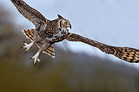 /images/133/2017-02-19-museum-owl-1x2_6928.jpg - #13784: Great Horned Owl at Arizona Sonora Desert Museum … February 2017 -- Arizona-Sonora Desert Museum, Tucson, Arizona