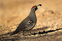 /images/133/2017-05-15-tucson-quail-1x2_2200.jpg - #13805: Gambels Quail (male) in Tucson … May 2017 -- Tucson, Arizona