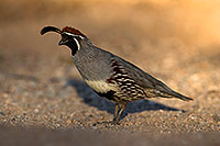 /images/133/2017-05-21-tucson-quail-1x2_4722.jpg - #13838: Gambels Quail (male) in Tucson … May 2017 -- Tucson, Arizona
