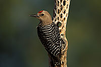 /images/133/2017-06-17-tucson-woodpecker-1x_51728.jpg - #13904: Gila Woodpecker (male) in Tucson … June 2017 -- Tucson, Arizona
