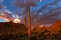 /images/133/2017-08-26-tuc-mtns-land-a7r2_02043.jpg - #14036: Sunset Saguaro in Tucson Mountains … August 2017 -- Tucson Mountains, Arizona