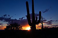 /images/133/2017-08-26-tucson-mtns-mi100-a7r2_2047_16b.jpg - #14038: Saguaro sunset in Tucson Mountains, Arizona … August 2017 -- Tucson Mountains, Arizona