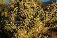 /images/133/2018-03-30-gv-cholla-mi100-a7r3_0296.jpg - #14232: Tree Cholla by Santa Rita Mountains in Arizona … March 2018 -- Green Valley, Arizona
