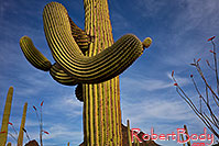 /images/133/2018-04-11-tuc-mtns-cactus-mi1-a7r3_0772.jpg - #14269: Saguaro in the evening at Tucson Mountains, Arizona … April 2018 -- Tucson Mountains, Arizona
