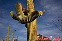 /images/133/2018-04-11-tuc-mtns-cactus-mi1-a7r3_0775.jpg - #14270: Saguaro in the evening at Tucson Mountains, Arizona … April 2018 -- Tucson Mountains, Arizona