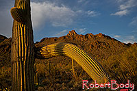 /images/133/2018-04-11-tuc-mtns-cactus-mi77-1-2-a7r3_0810.jpg - #14271: Saguaro in the evening at Tucson Mountains, Arizona … April 2018 -- Tucson Mountains, Arizona