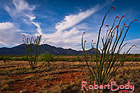 /images/133/2018-04-16-rita-ocotillo-morn-mi1-lq_0168.jpg - #14281: Morning at Santa Rita Mountains, Arizona … April 2018 -- Santa Rita Mountains, Arizona
