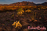 /images/133/2018-04-18-rita-cactus-2-lq_0271.jpg - #14284: Evening at Santa Rita Mountains, Arizona … April 2018 -- Santa Rita Mountains, Arizona