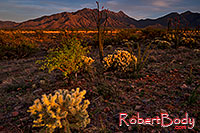 /images/133/2018-04-18-rita-cactus-7-lq_0276.jpg - #14285: Evening at Santa Rita Mountains, Arizona … April 2018 -- Santa Rita Mountains, Arizona