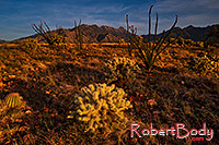 /images/133/2018-04-18-rita-cactus-lq_0267.jpg - #14286: Evening at Santa Rita Mountains, Arizona … April 2018 -- Santa Rita Mountains, Arizona