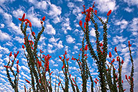 /images/133/2018-04-19-rita-morn-mi100-lq_0286.jpg - #14289: Ocotillo flowers in Green Valley, Arizona … April 2018 -- Green Valley, Arizona
