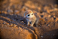 /images/133/2018-05-15-gv-creatures-viv1-5d4_0569.jpg - #14315: Baby Round Tailed Ground Squirrel … May 2018 -- Green Valley, Arizona