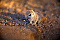 /images/133/2018-05-15-gv-creatures-viv1-5d4_0580.jpg - #14316: Baby Round Tailed Ground Squirrel … May 2018 -- Green Valley, Arizona