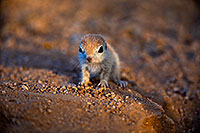 /images/133/2018-05-15-gv-creatures-viv1-5d4_0590.jpg - #14317: Baby Round Tailed Ground Squirrel … May 2018 -- Green Valley, Arizona