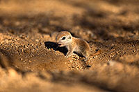 /images/133/2018-05-15-gv-creatures-viv77-5d4_0216.jpg - #14319: Baby Round Tailed Ground Squirrel … May 2018 -- Green Valley, Arizona