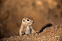 /images/133/2018-05-17-gv-creatures-mi1-5d4_1050.jpg - #14325: Baby Round Tailed Ground Squirrel … May 2018 -- Green Valley, Arizona