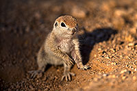 /images/133/2018-05-17-gv-creatures-mi1-5d4_1183.jpg - #14326: Baby Round Tailed Ground Squirrel … May 2018 -- Green Valley, Arizona