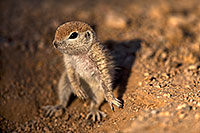 /images/133/2018-05-17-gv-creatures-mi1-5d4_1192.jpg - #14327: Baby Round Tailed Ground Squirrel … May 2018 -- Green Valley, Arizona