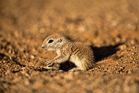 /images/133/2018-05-17-gv-creatures-mi1-5d4_1389.jpg - #14328: Baby Round Tailed Ground Squirrels playing … May 2018 -- Green Valley, Arizona