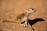 /images/133/2018-05-17-gv-creatures-mi77-5d4_0839.jpg - #14329: Baby Round Tailed Ground Squirrel … May 2018 -- Green Valley, Arizona