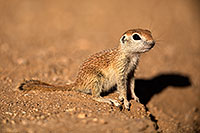 /images/133/2018-05-17-gv-creatures-mi77-5d4_0843.jpg - #14330: Baby Round Tailed Ground Squirrel … May 2018 -- Green Valley, Arizona