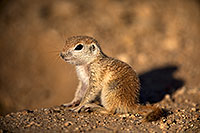 /images/133/2018-05-17-gv-creatures-mi77-5d4_1123.jpg - #14331: Baby Round Tailed Ground Squirrel … May 2018 -- Green Valley, Arizona