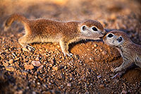 /images/133/2018-05-17-gv-creatures-viv1-5d4_1208.jpg - #14332: Baby Round Tailed Ground Squirrels playing … May 2018 -- Green Valley, Arizona