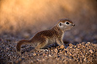 /images/133/2018-05-17-gv-creatures-viv1-5d4_1222.jpg - #14333: Baby Round Tailed Ground Squirrel … May 2018 -- Green Valley, Arizona