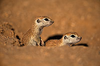 /images/133/2018-05-17-gv-creatures-viv50-11-5d4_0906.jpg - #14334: Baby Round Tailed Ground Squirrels … May 2018 -- Green Valley, Arizona