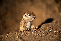 /images/133/2018-05-17-gv-creatures-viv50-5d4_0965.jpg - #14336: Baby Round Tailed Ground Squirrel … May 2018 -- Green Valley, Arizona