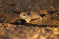 /images/133/2018-05-17-gv-creatures-viv50-5d4_1599.jpg - #14338: Baby Round Tailed Ground Squirrels playing … May 2018 -- Green Valley, Arizona